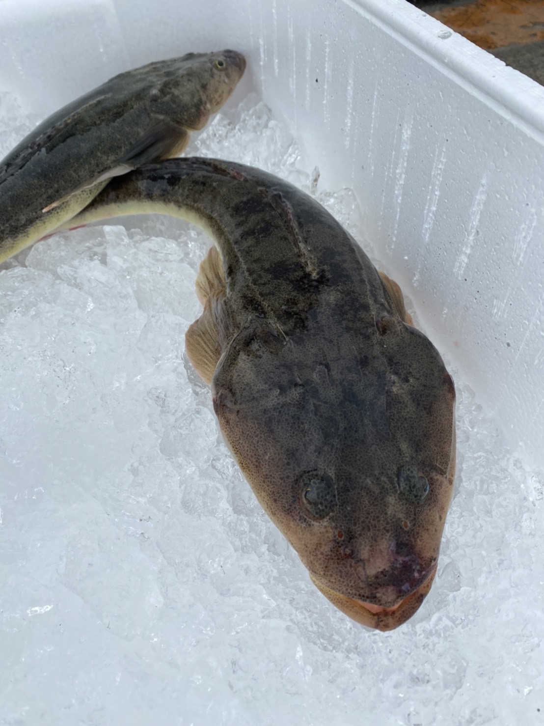 英名フラットヘッド。まさに“平たい頭”だが、実は高級魚だぞ～！