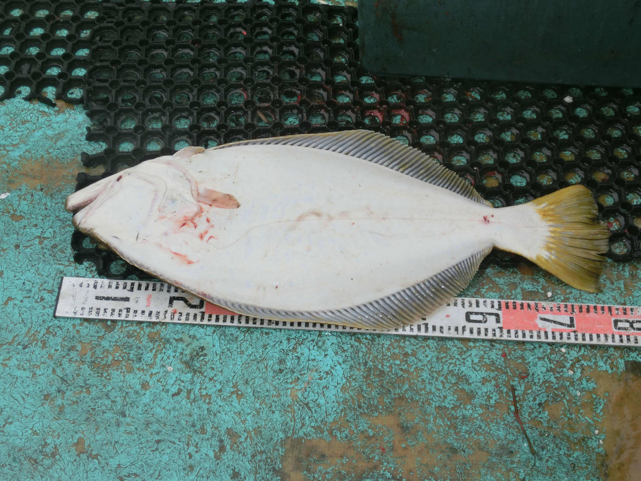 小樽沖で釣れた81センチの特大ヒラメ