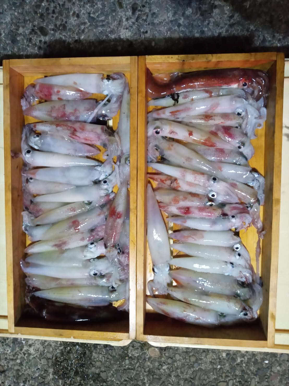丹後さんの釣果