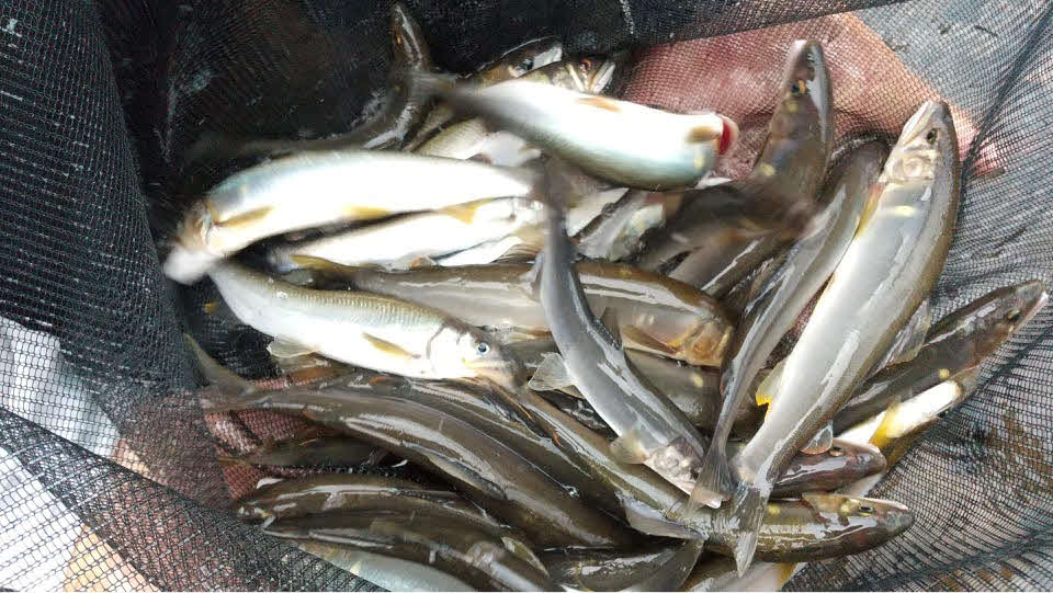 この日の釣果