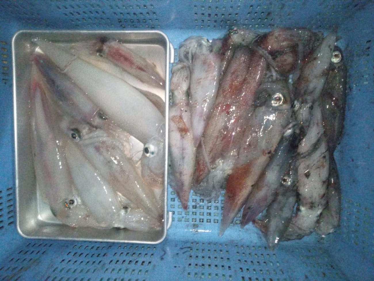 記者が釣ったケンサキイカ