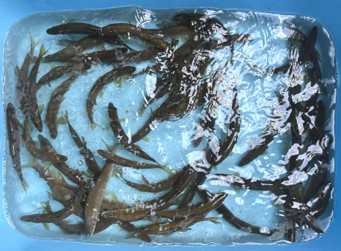 当日の釣果