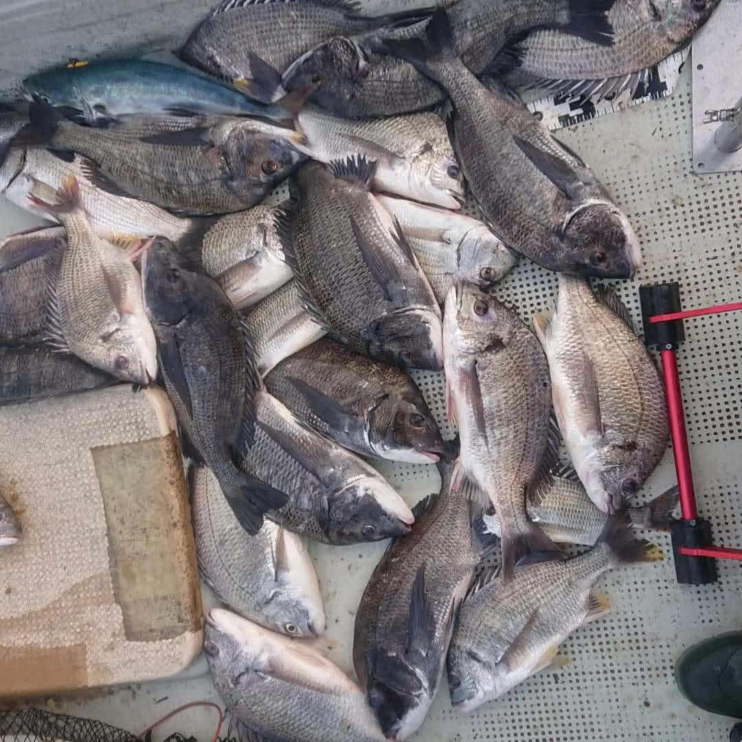 当日の釣果（一部）
