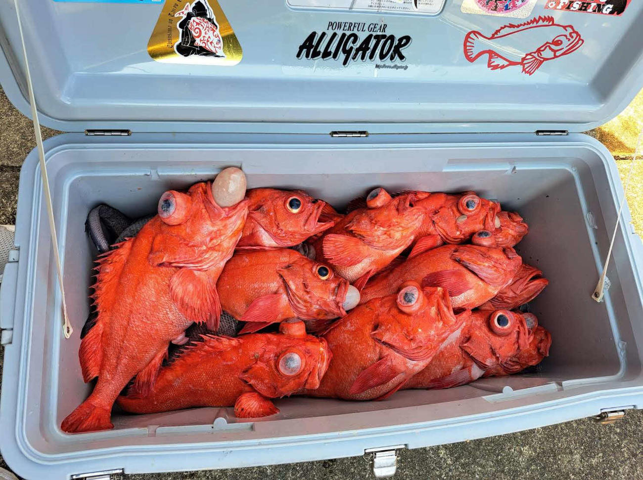 当日の釣果