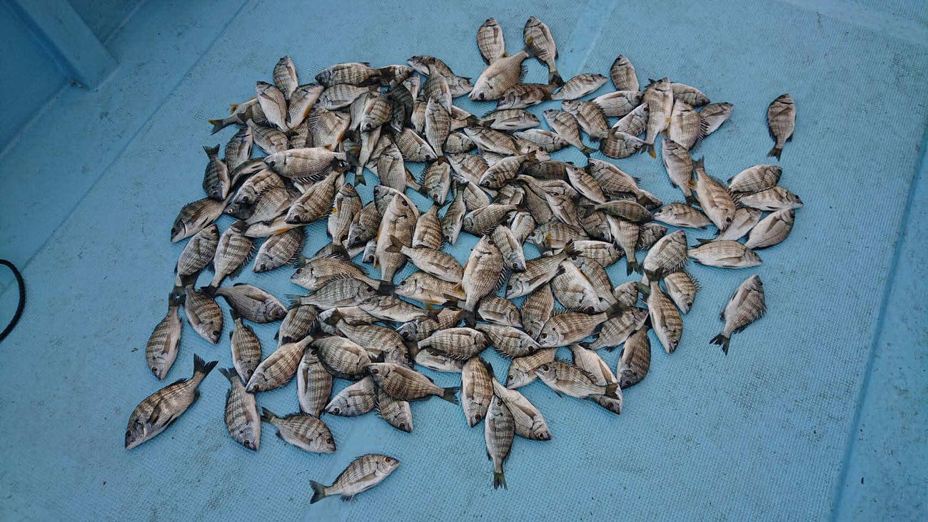 当日の釣果