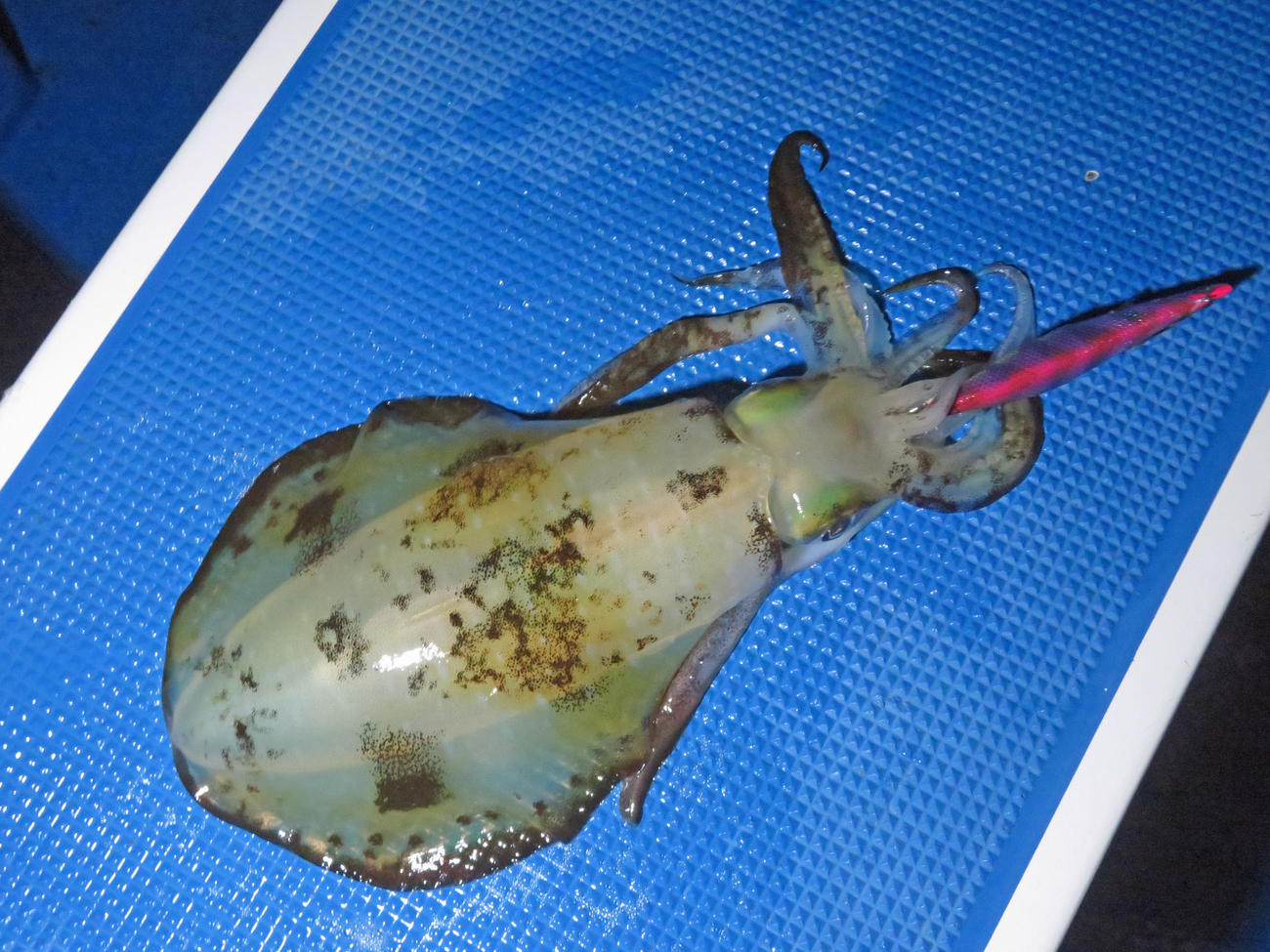 紫系カラーの餌木で釣り上げたアオリイカ