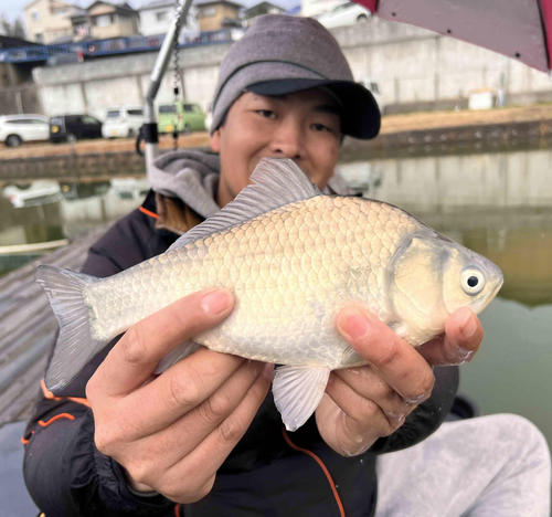 奈良・寺口つり池楽釣専門池 新ベラ42匹、両グルテン硬軟織り交ぜ好釣果 - 釣り : 日刊スポーツ