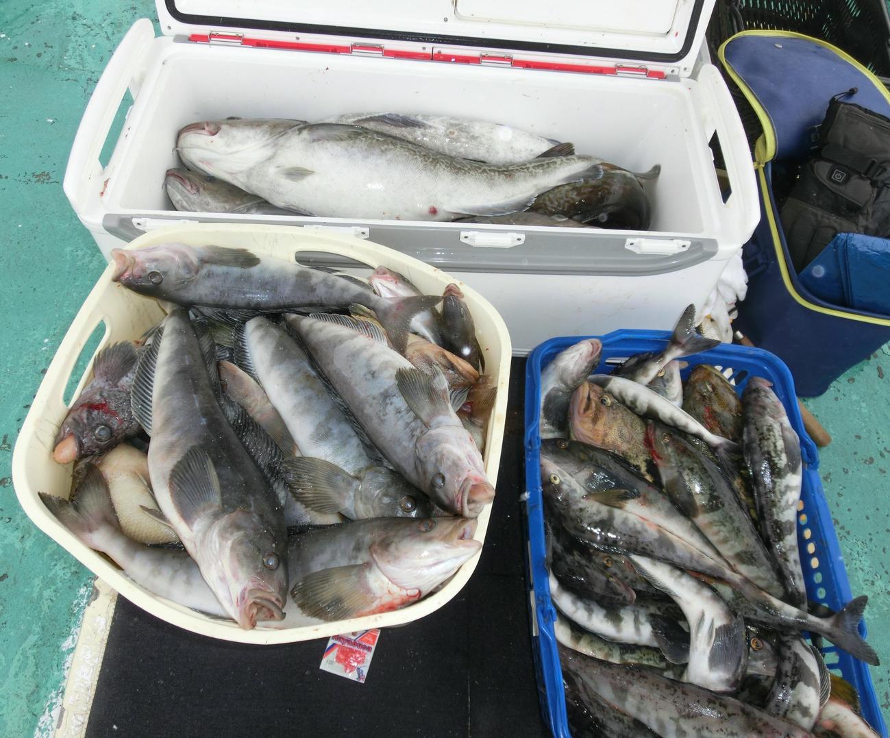 マダラ、ホッケ、ソイ類が好漁だった