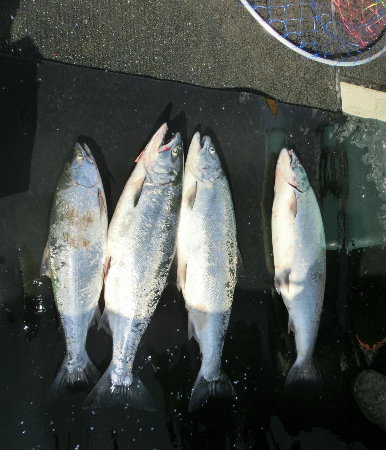 第5へいせい丸で釣れたサクラマス