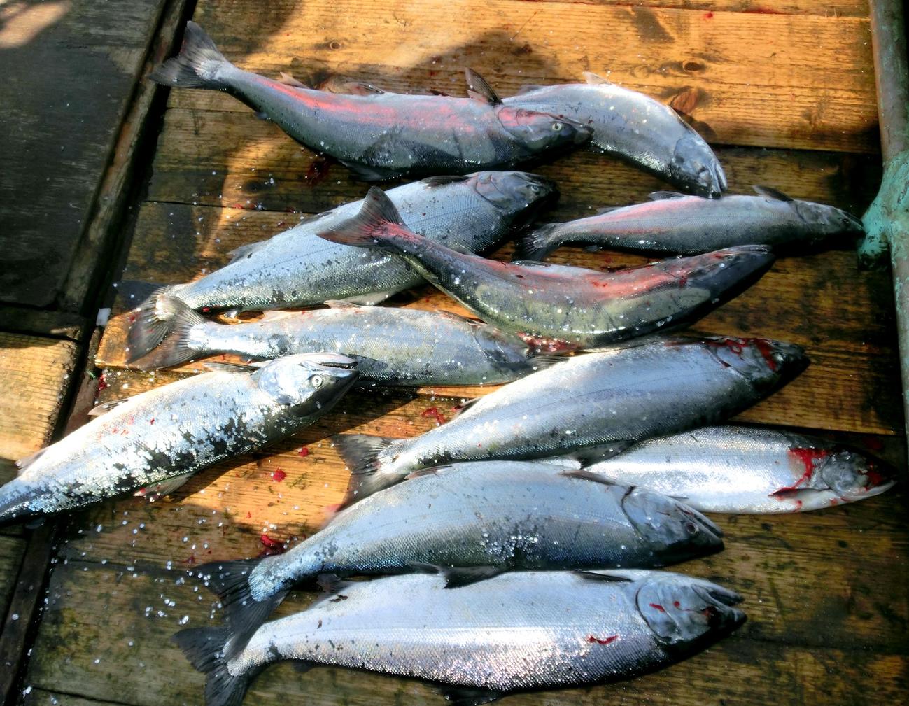 漁運丸で釣れたサクラマス