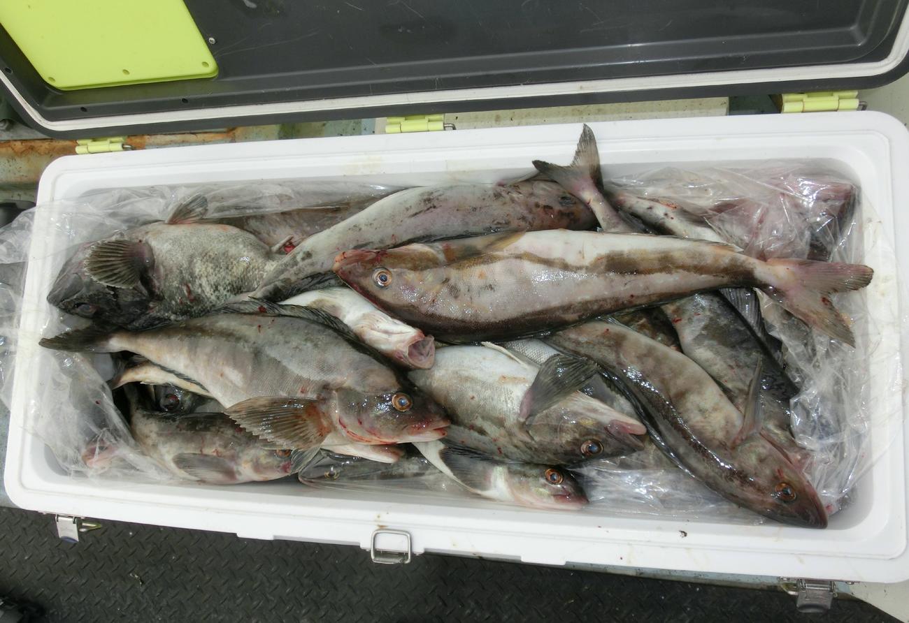 潤宝丸で釣れたクーラー満杯のホッケ