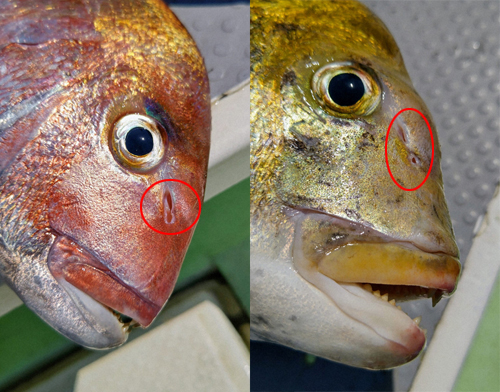 放流魚は鼻の穴がつながっている（左）。天然魚は鼻の穴がつなげっていない