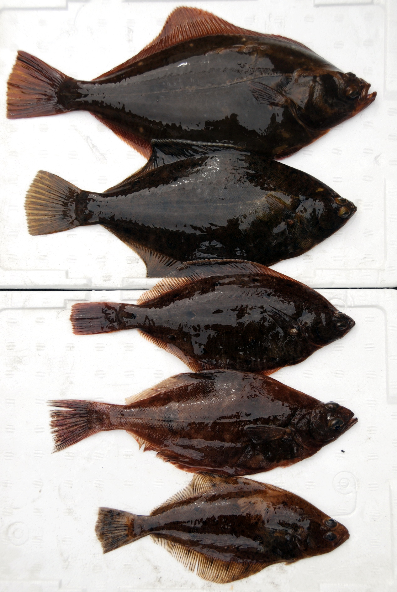 仙台湾閖上港沖でゲットした5種類のカレイ。上からイシガレイ、マコガレイ、マガレイ、ソウハチ、ムシガレイ