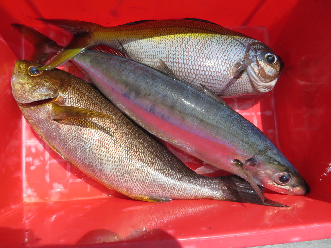 金洲では上がる魚が規格外にでかい！　左からイサキ、ムロアジ、ウメイロ
