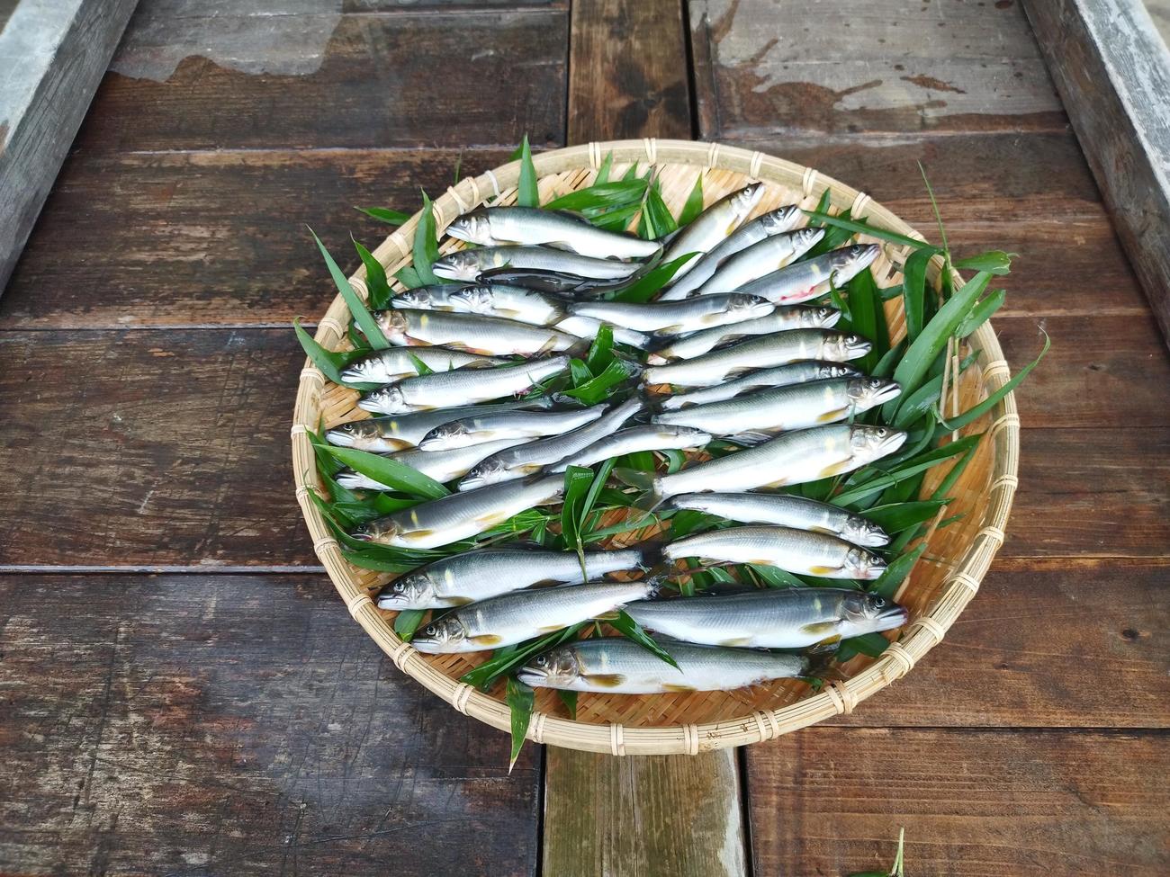 この日の釣果