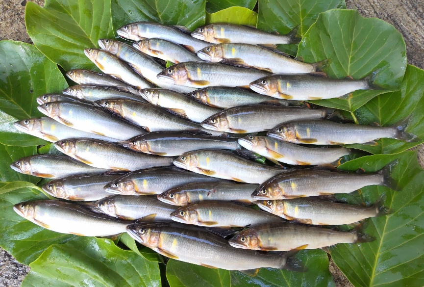 この日の釣果