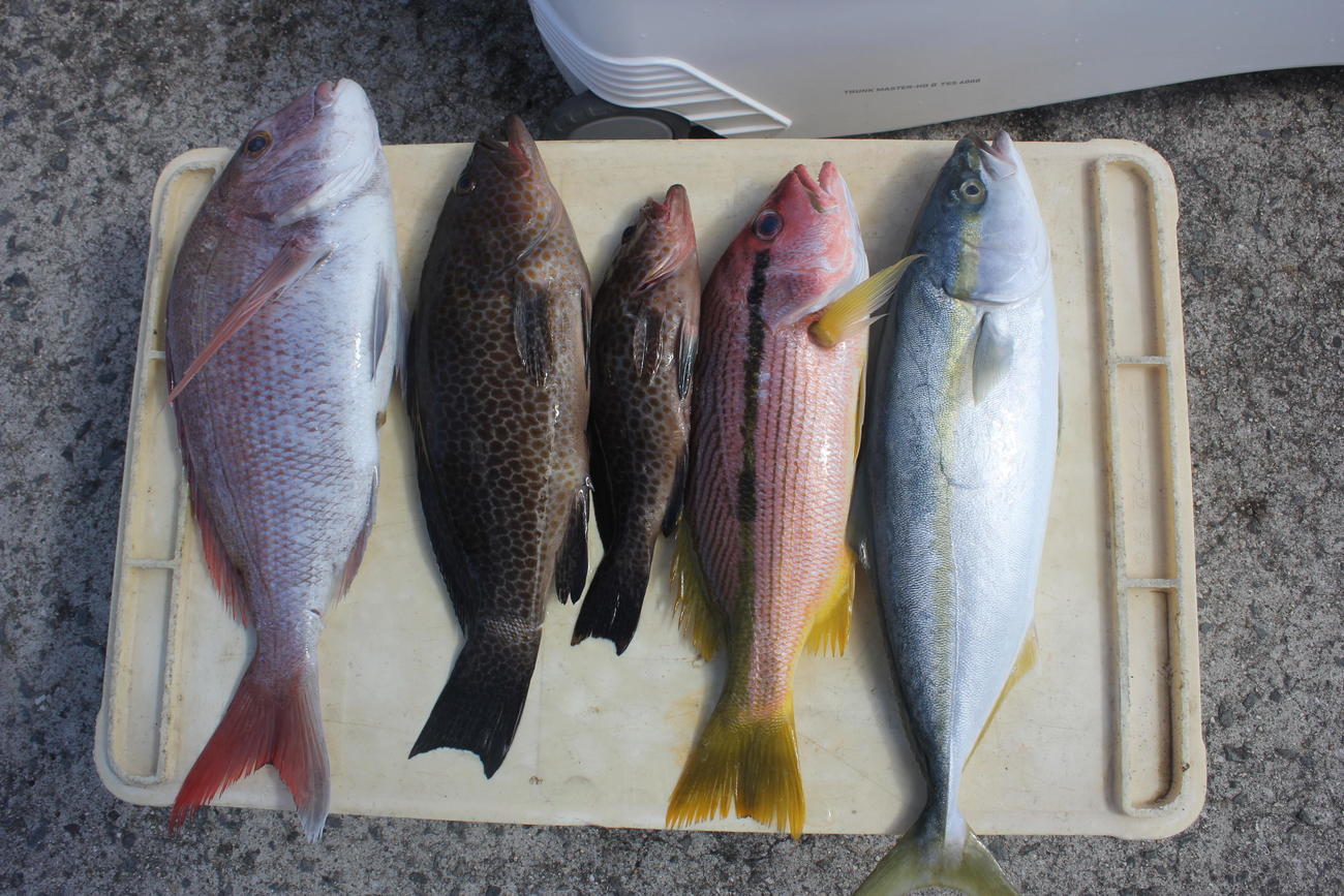 竿頭の釣果