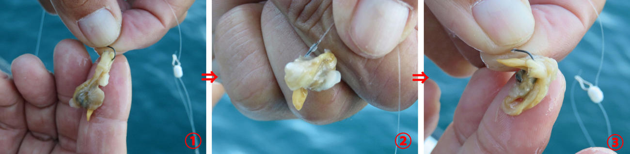アサリの餌付けもポイント　（1）アサリの水管にチョン掛け（2）ベロを縫い刺し（3）ワタに刺して成形