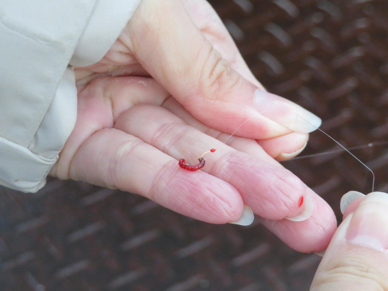 赤虫は黒い部分にチョン掛け。細かい作業だ