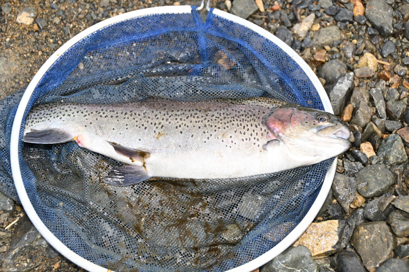 中川靖夫さんが釣った45センチのニジマス