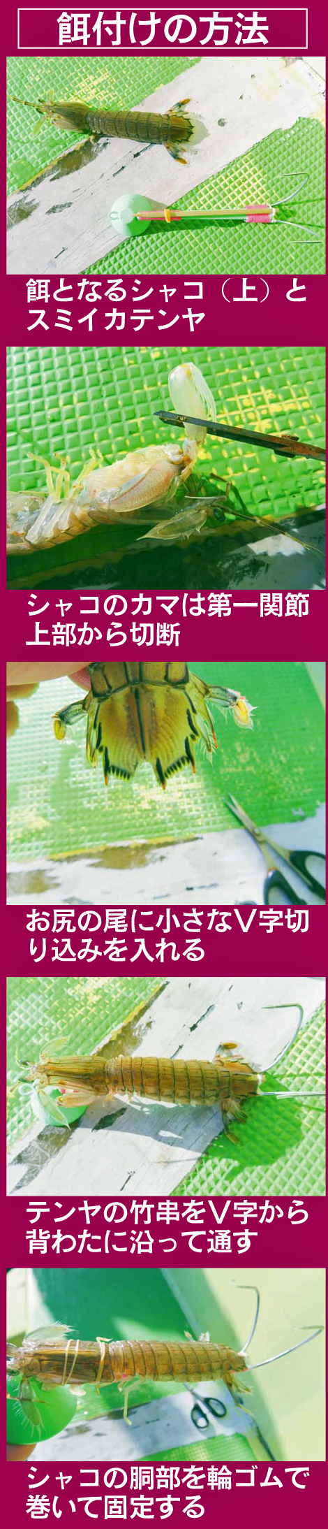 東京湾伝統釣法「シャコのテンヤ釣り」シャコの付け方
