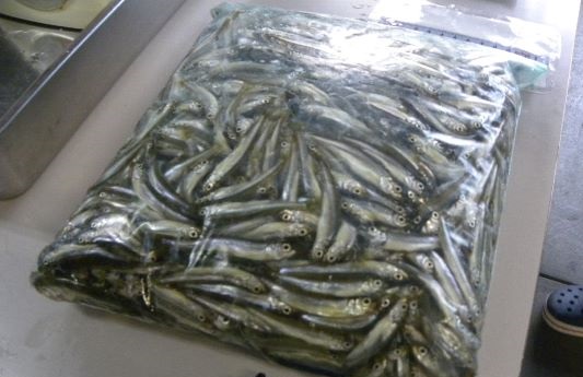 精進湖「湖畔荘」でワカサギ爆釣。1000匹超3人