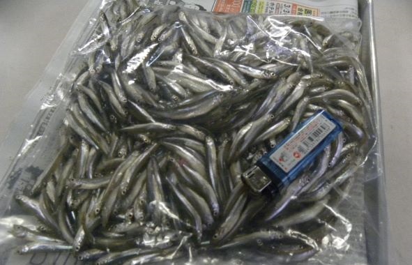 精進湖「湖畔荘」ではワカサギ10束超3人の爆釣