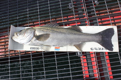 土田さんがウキ釣りで仕留めた81センチのスズキ
