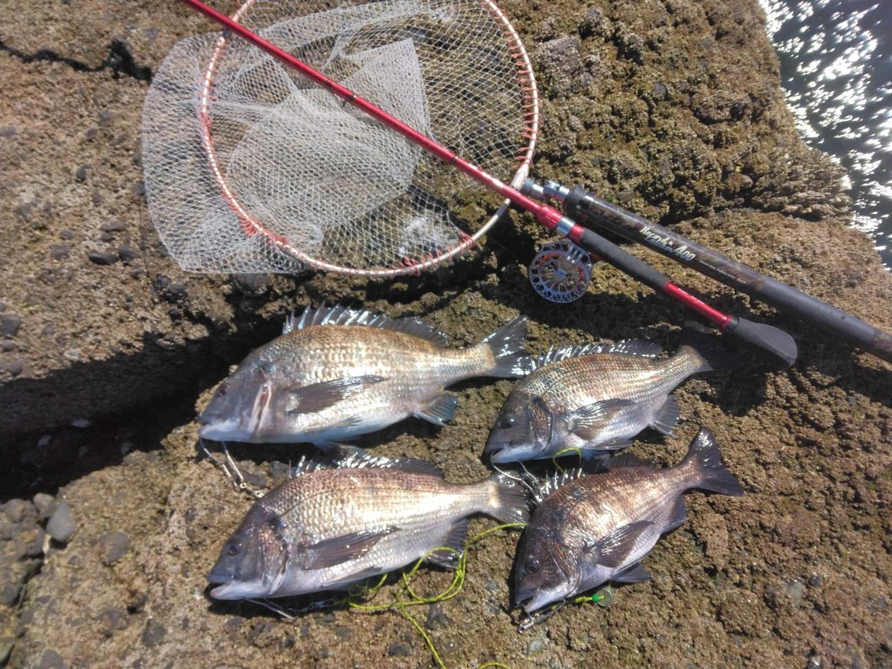 野島「村本海事」では51センチクロダイも顔を見せた