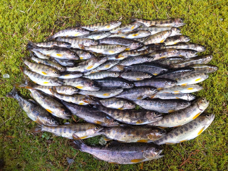 この日釣れた13～21センチのアマゴ