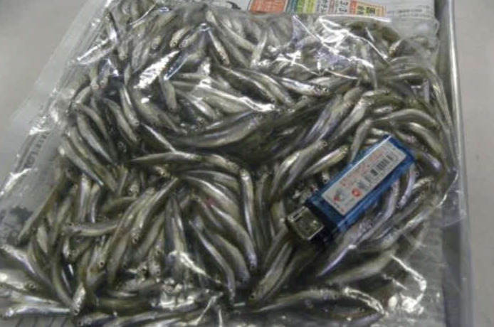 精進湖ではシーズン終盤になってワカサギが連日好釣