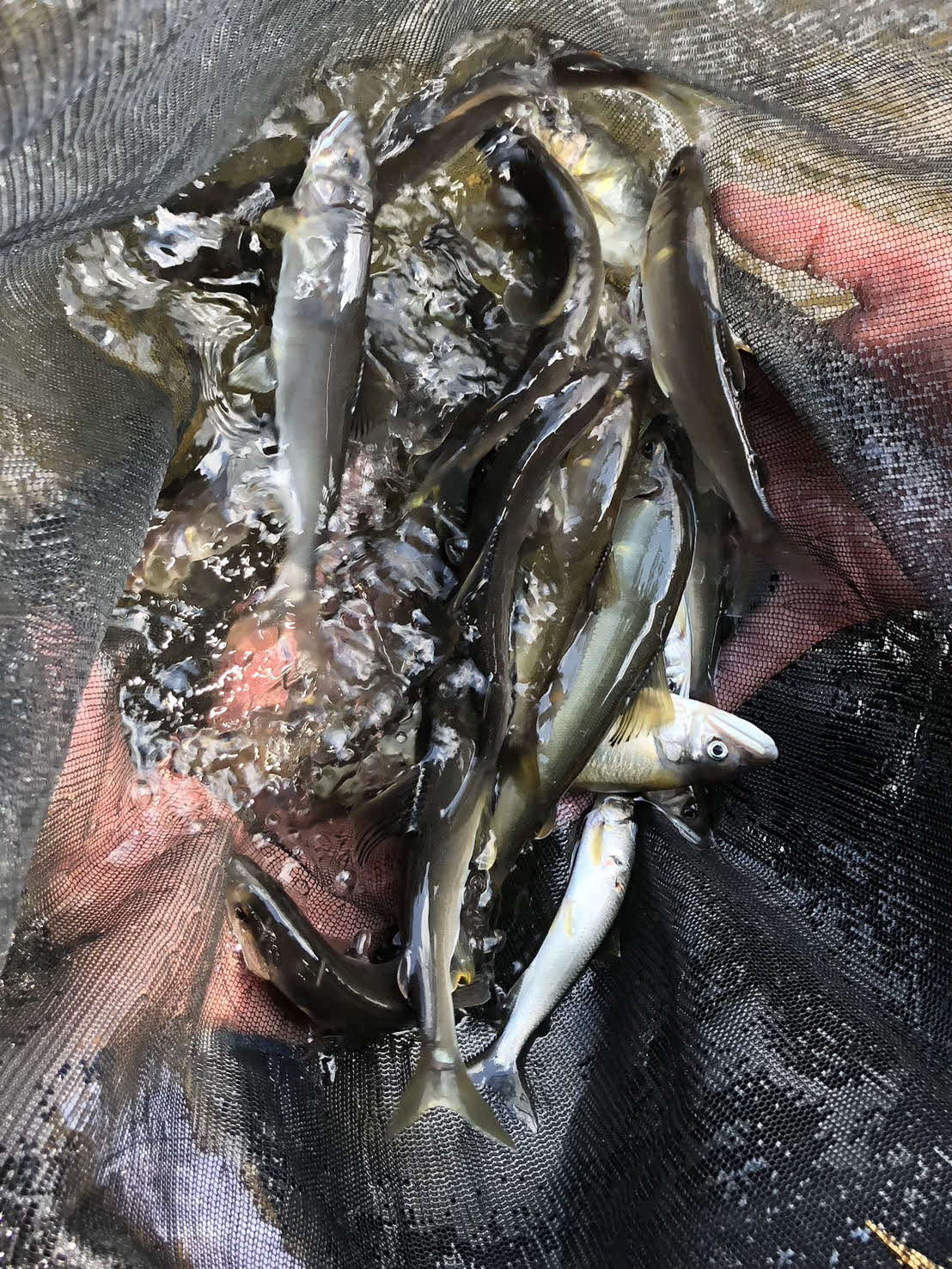 久慈川で解禁初日に釣れたアユ