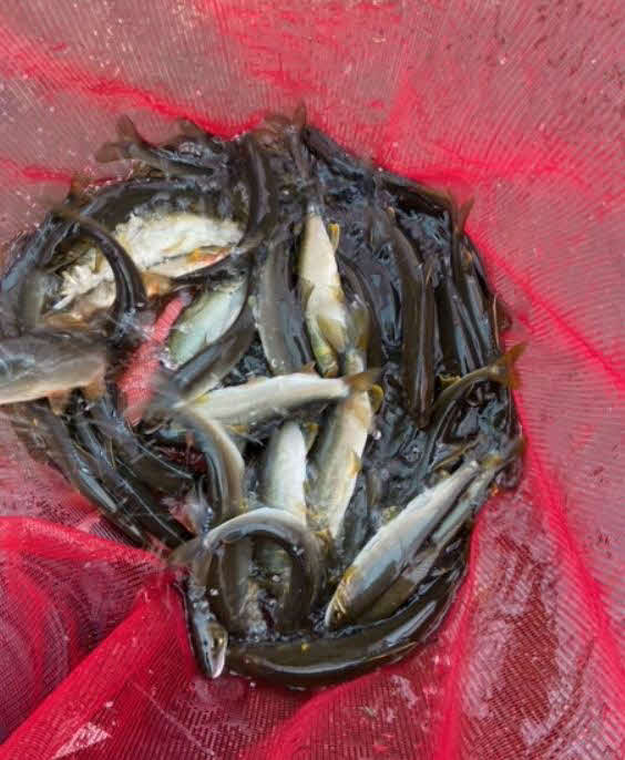 有本浩一さんが釣り上げた那珂川のアユ