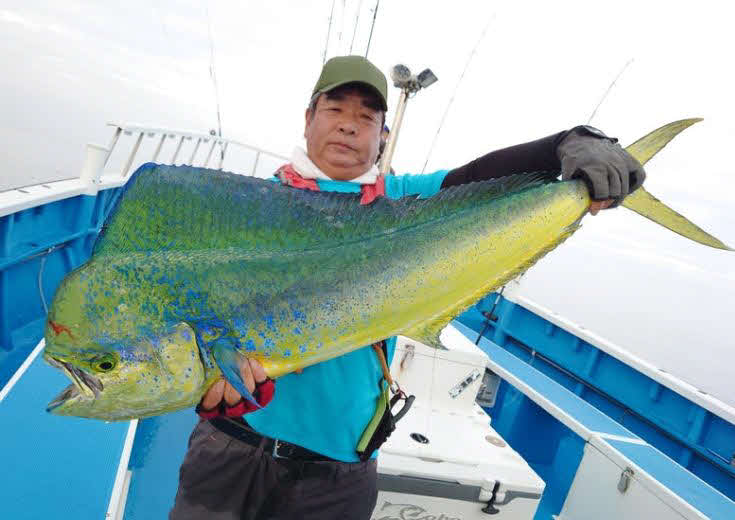 共栄丸で狙う東京湾口のシイラはメーターオーバーがヒット中