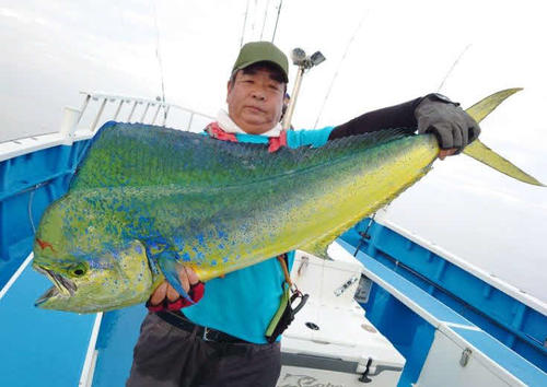 共栄丸で狙う東京湾口のシイラはメーターオーバーがヒット中