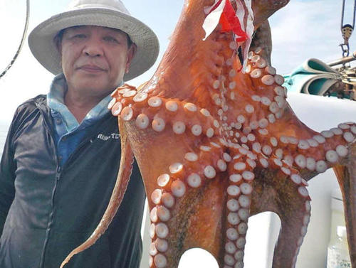 千葉・富津「みや川丸」のマダコはこれからが楽しみ
