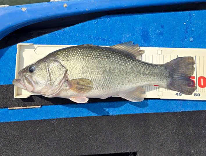 相模湖でヒットした50センチのバス