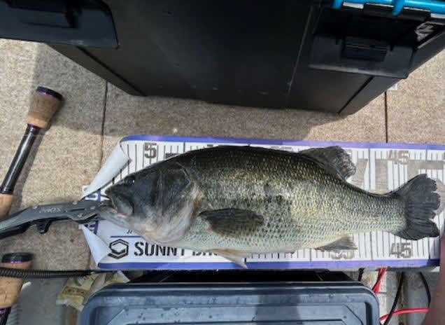 西湖でヒットした54センチのバス