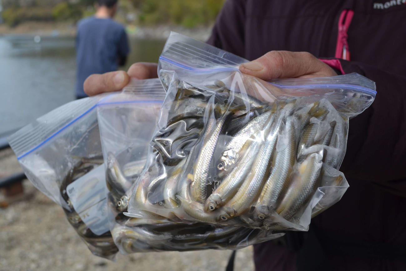 たっぷり釣れる西湖のワカサギ
