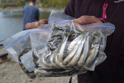 たっぷり釣れる西湖のワカサギ