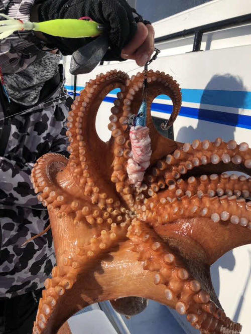 鹿島沖で乗っている大ダコ