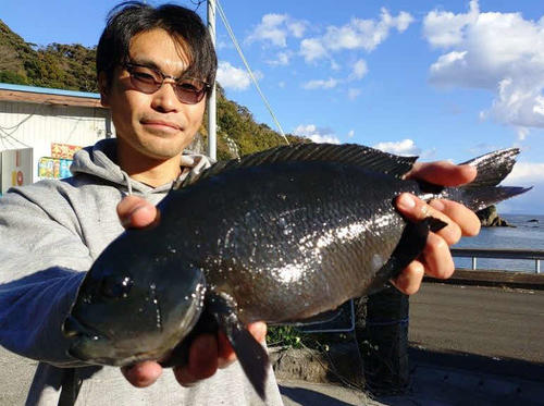 これから上向きそうな石廊崎の磯で狙うメジナ