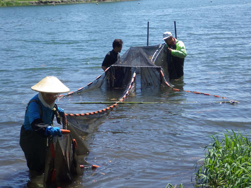 抱卵した親魚を確保するための定置網