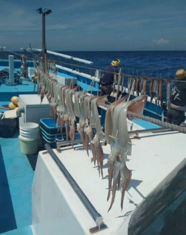 天日干しされるスルメイカ