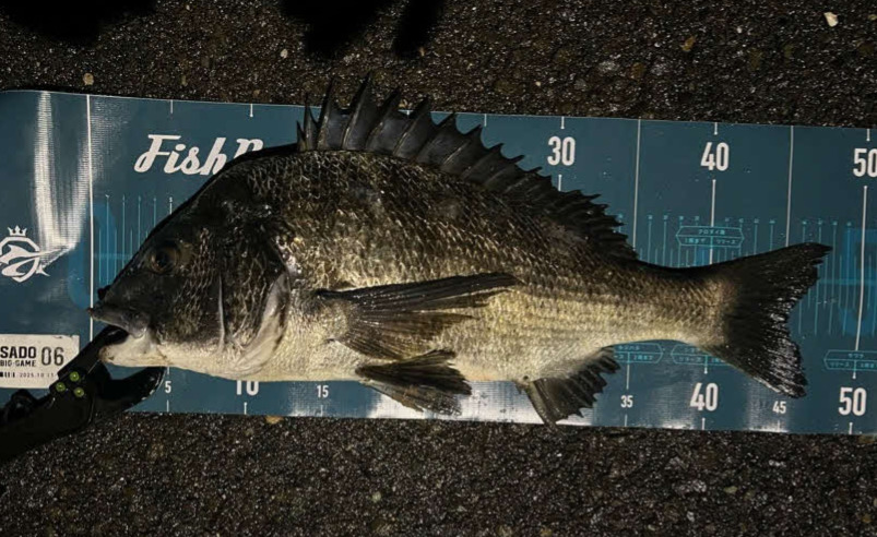 加茂湖クロダイ賞はしょーゆベースさんの48センチ