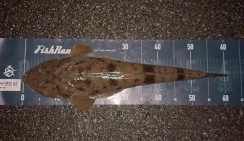フラットフィッシュ賞はangler_nwzktmさんが釣り上げた61センチのマゴチ