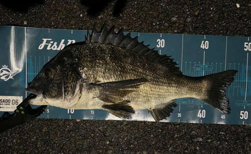 加茂湖クロダイ賞はしょーゆベースさんの48センチ