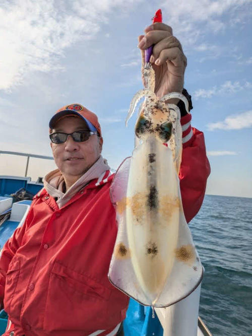 寒さが進むにつれて型が良くなる共栄丸のアオリイカ