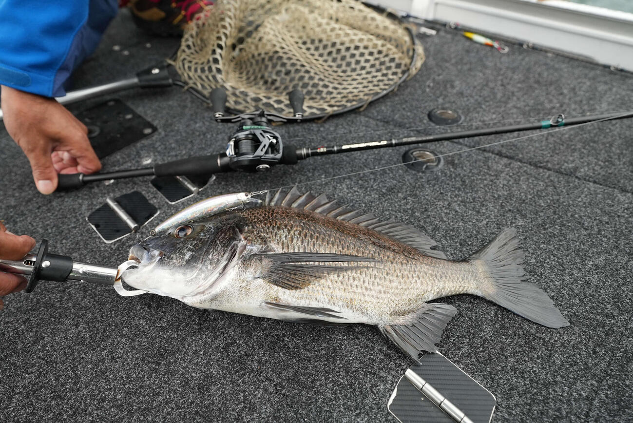 試験の実釣で釣れたクロダイ