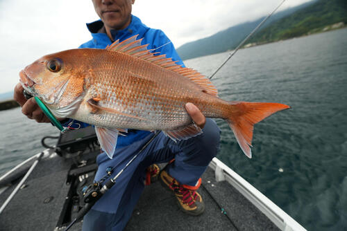 試験の実釣で釣れたマダイ
